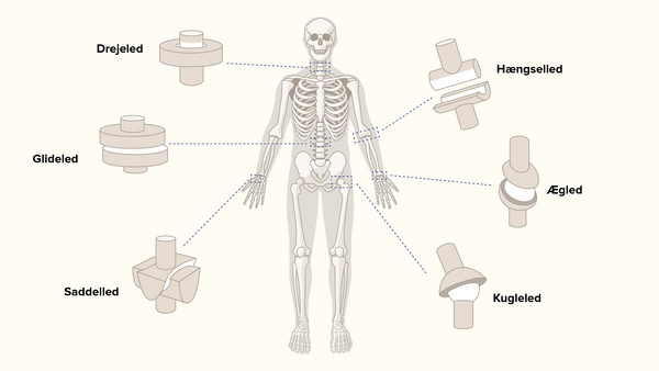 Skeleton joints DK version   Clio