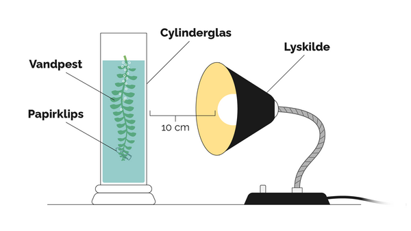 Stra  ling Planter laver oxygen DK