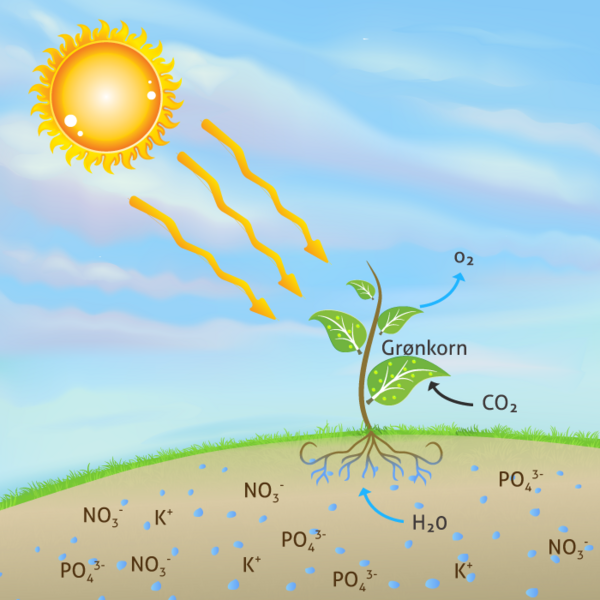 fotosyntese1