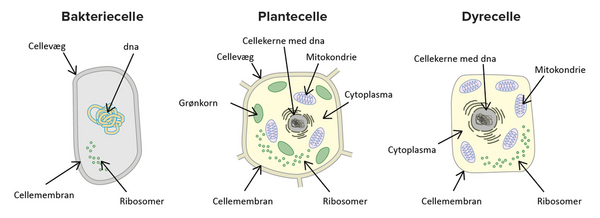 Cellen - undervisningsmateriale til biologi