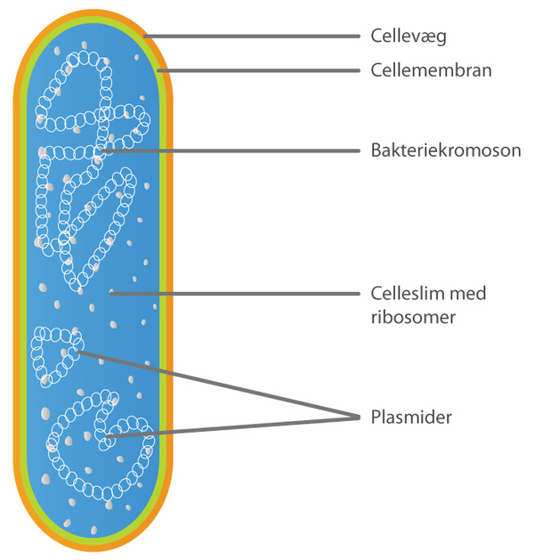 Bakteriecellen