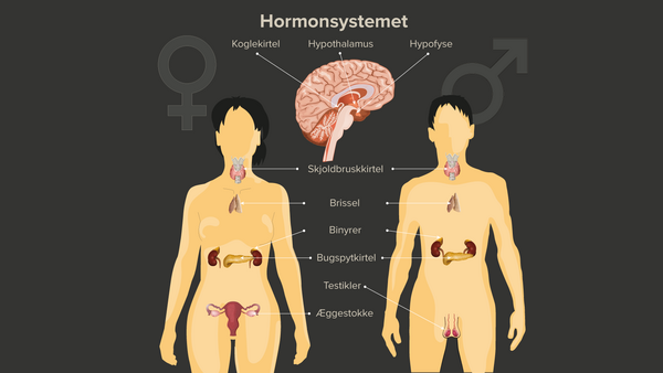 hormonsystemet 01