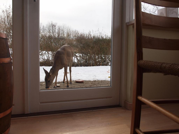 Rådyr.JPG Raadyr