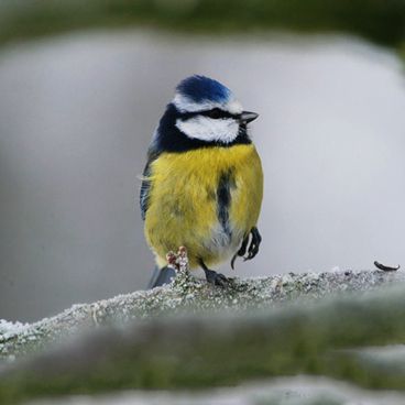 Fuglene i Danmark