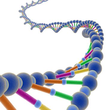 Gener, kromosomer og DNA