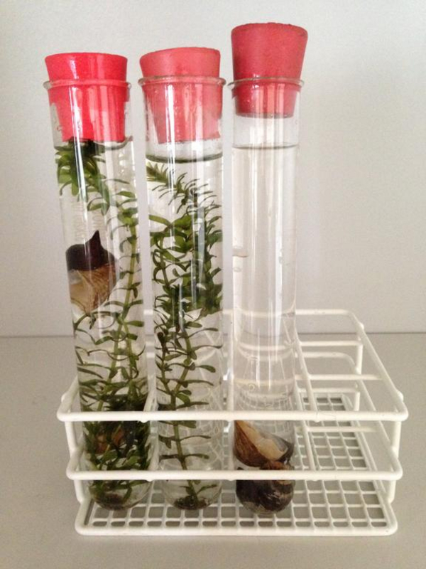 Hvad sker der, hvis man lukker planter og dyr inde i lukkede glas?
